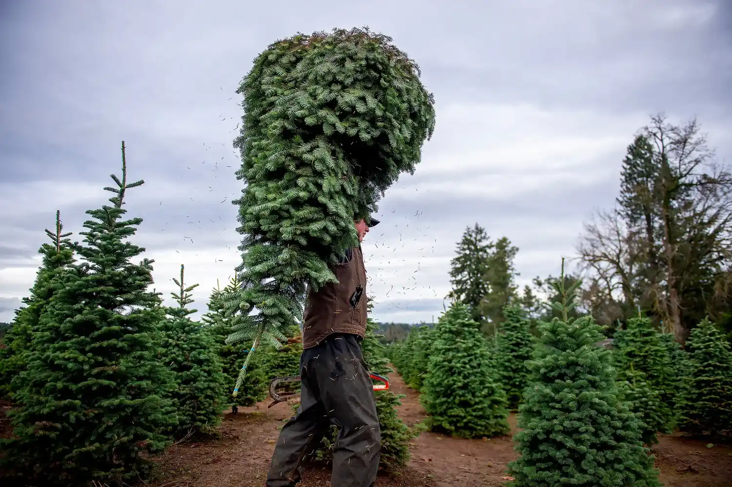 Cada vez menos estadounidenses compran árboles de Navidad naturales