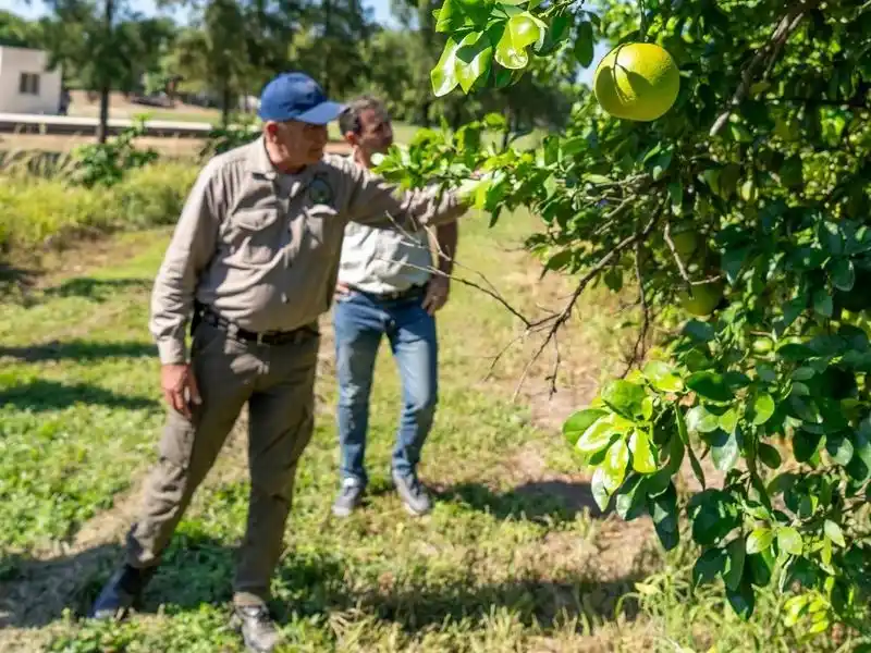 El Ministerio de la Producción visitó la
finca productora de pomelos Guazú Cuá