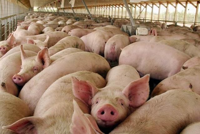 China estudia realizar megainversión para producir porcinos en Argentina
