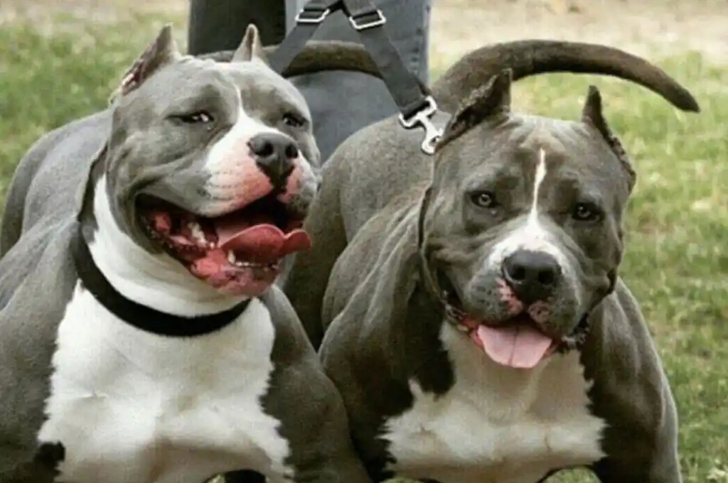 Horror en La Falda: 2 pitbull saltaron una medianera y atacaron a una mujer