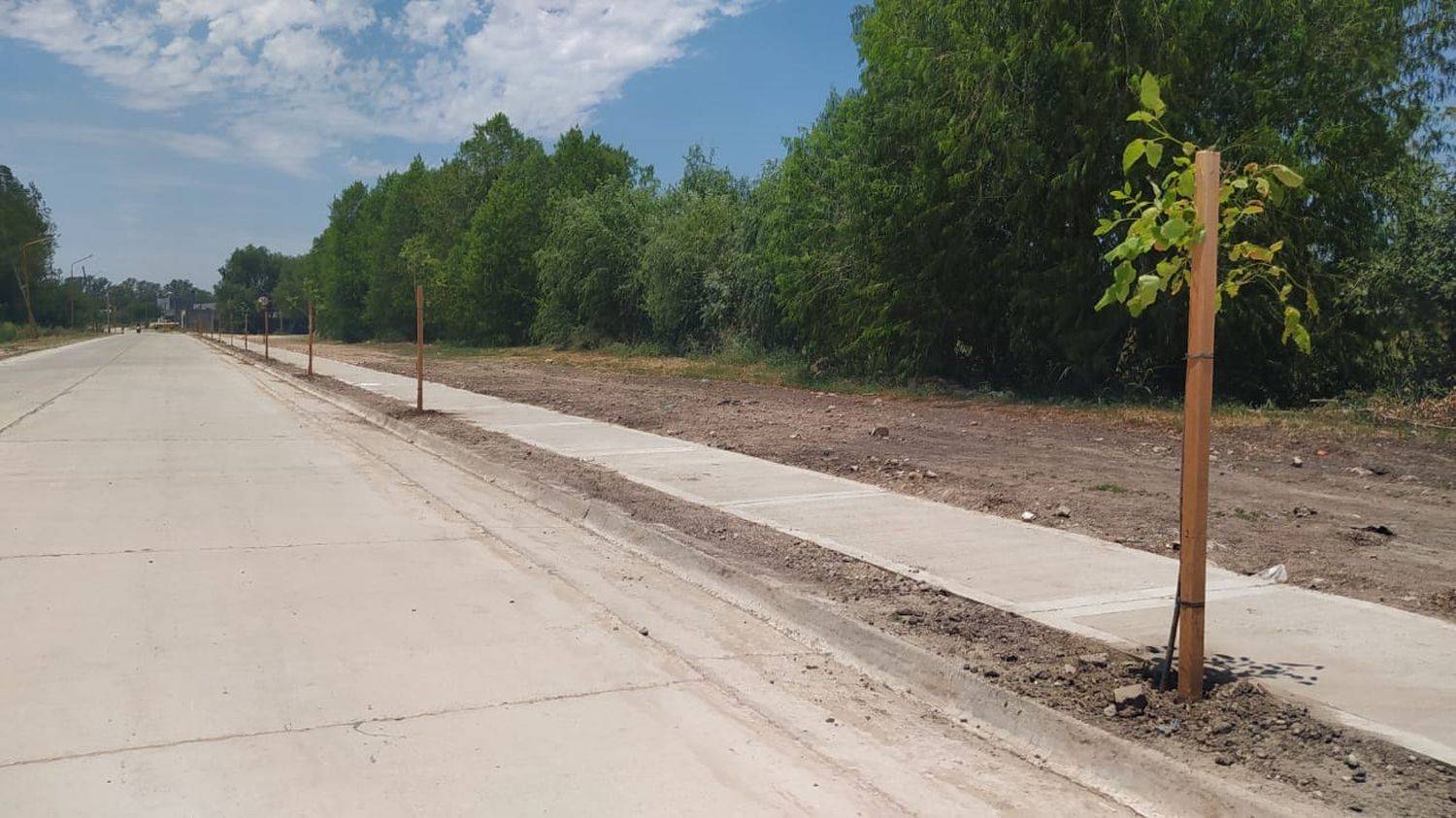 La Municipalidad plantó árboles sobre la renovada Asisclo Méndez