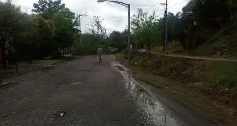 Árbol caído