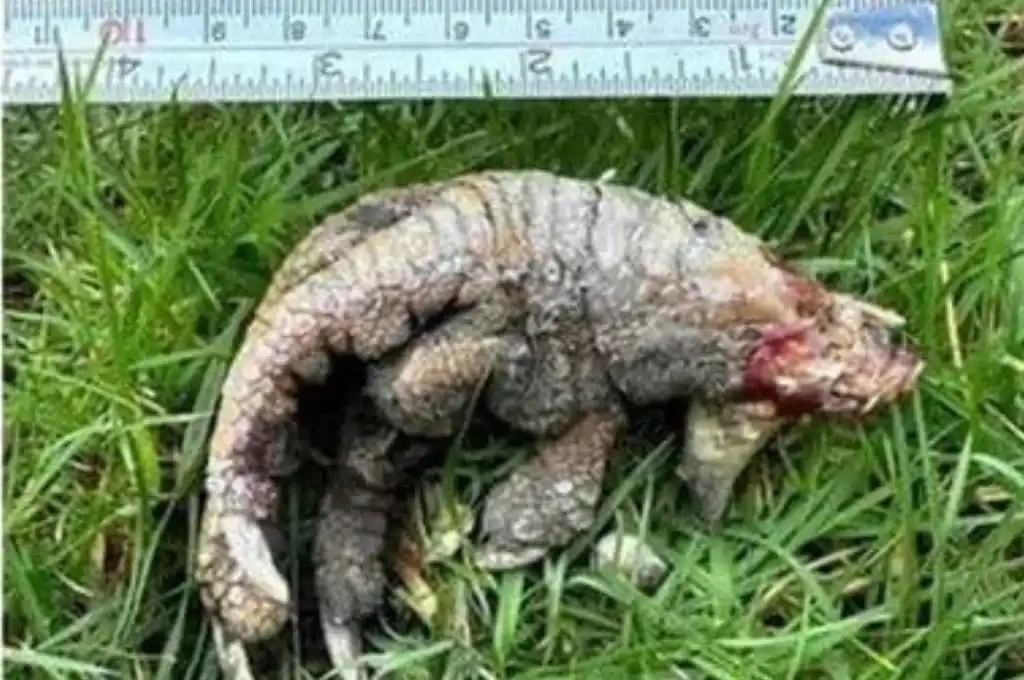 Reino Unido: el misterio de la pareja que encontró una “garra de dinosaurio” en su jardín