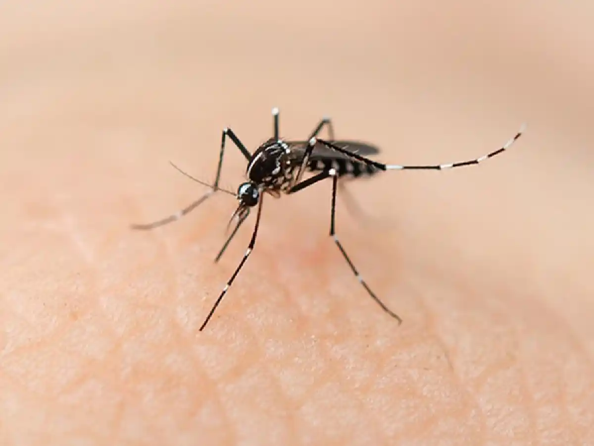 Ya suman 875 los casos de dengue en la provincia