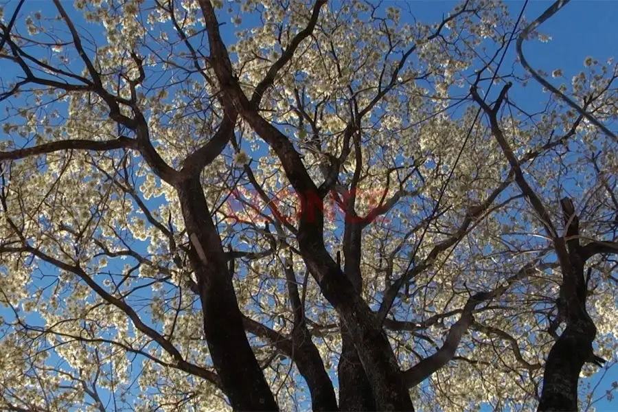 El lapacho florece y anuncia el final del invierno en Argentina
