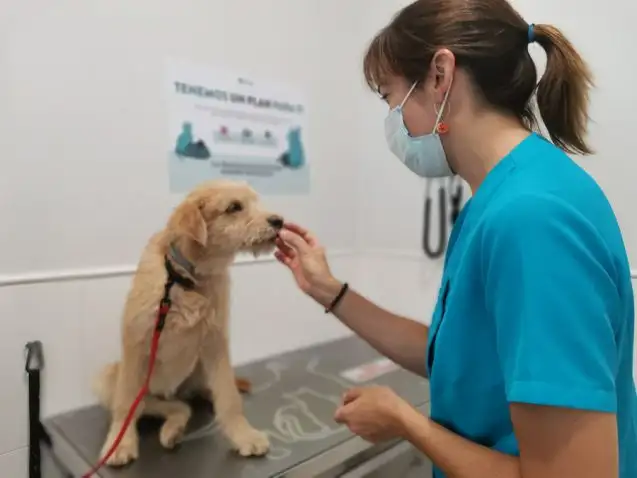 Aprobaron la creación de un sistema de guardias veterinarias