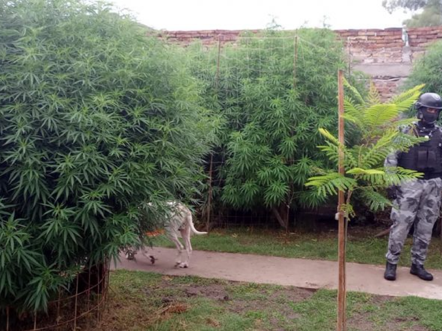 Allanamiento positivo en Frontera