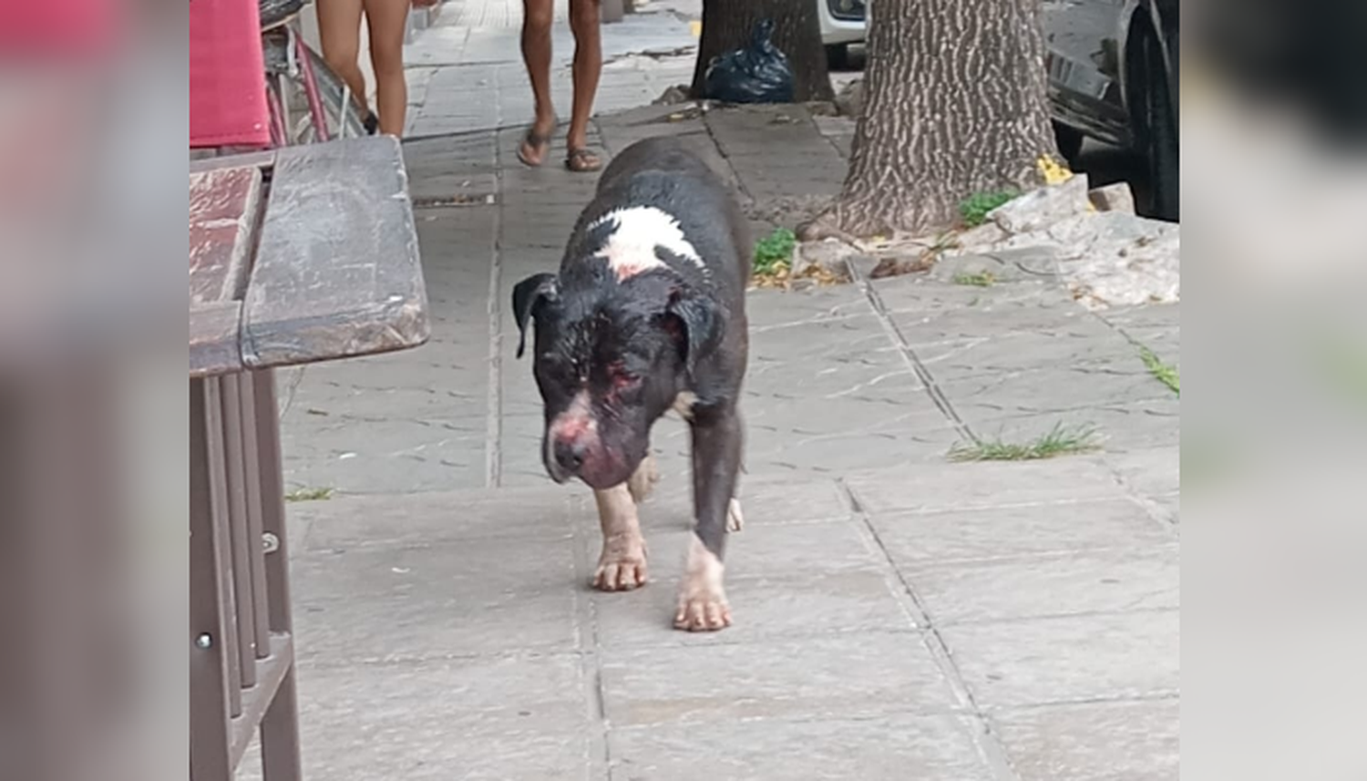 Perrito abandonado