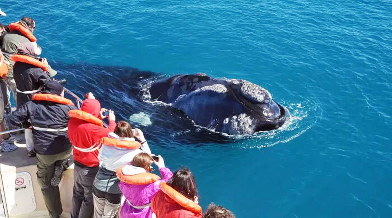 ¿Podría Necochea ya sumar el avistaje de ballenas como atractivo turístico definitivo?