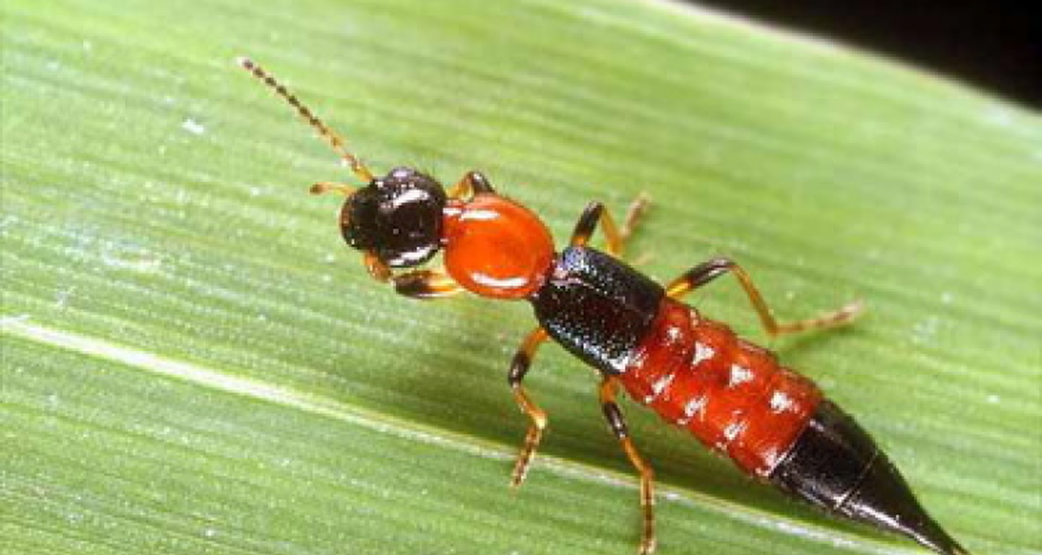 Preocupación por insectos que producen dermatitis