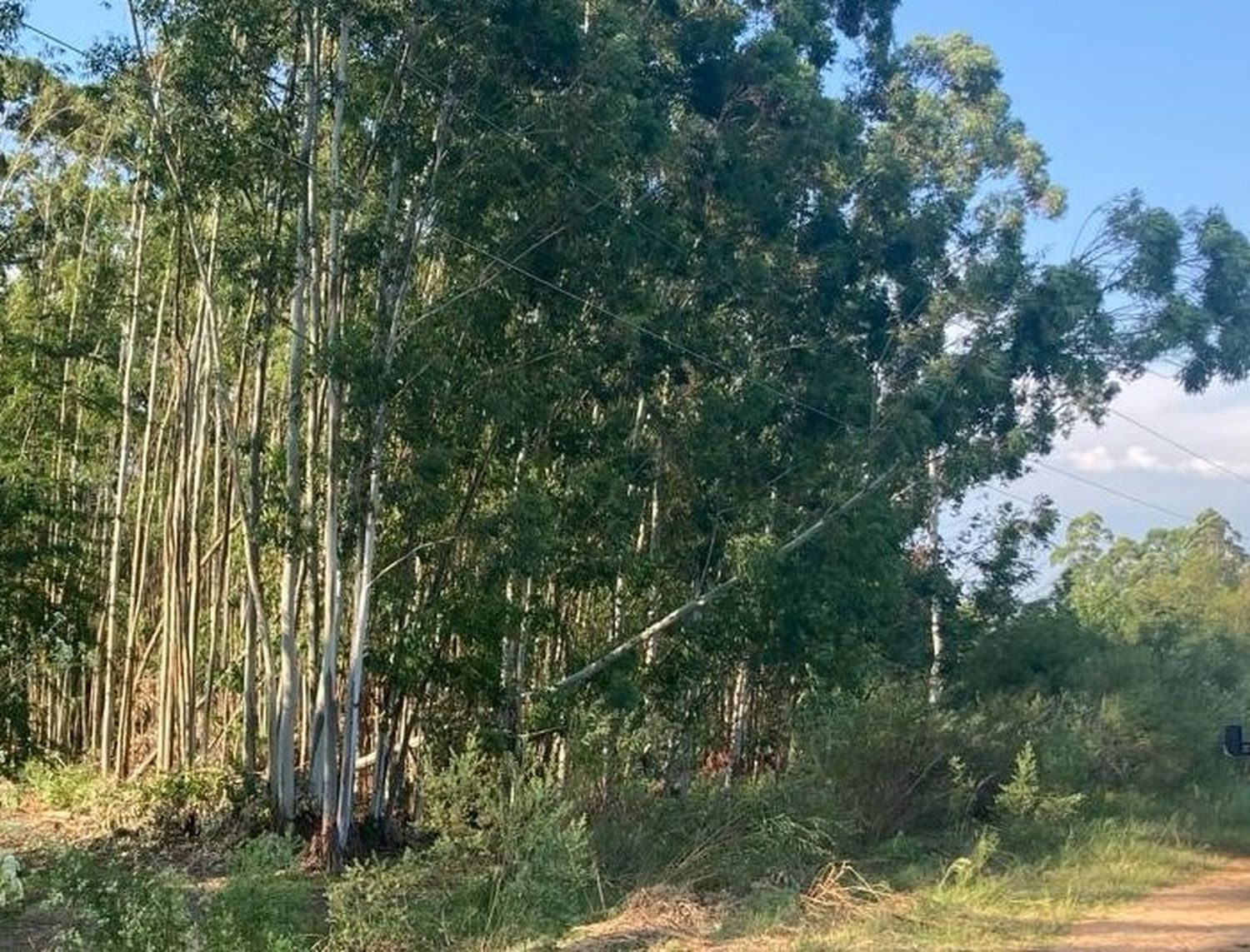 Por la caída de un árbol, corte de energía imprevisto en zona sur