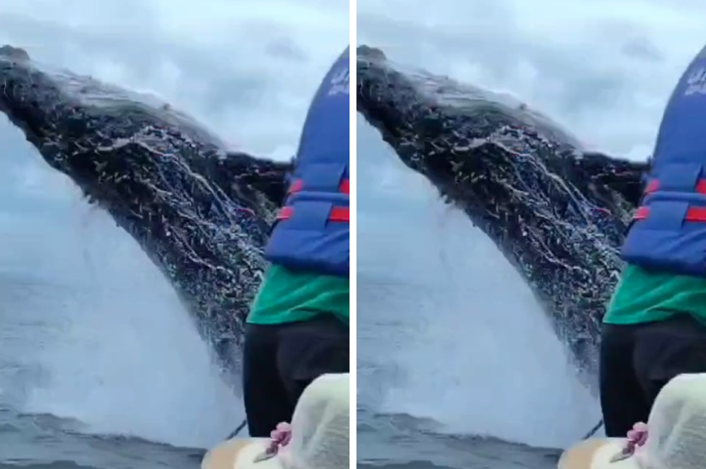 El video del espectacular salto ha dejado a todos maravillados.