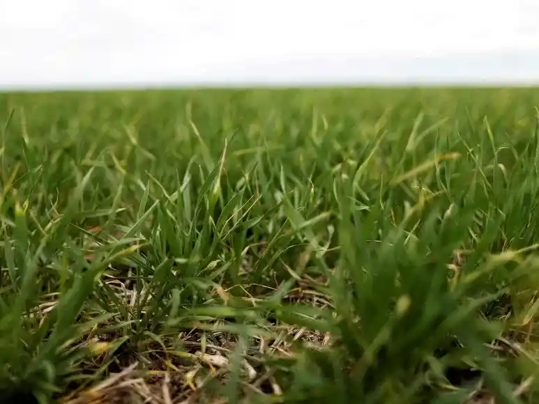heladas trigo