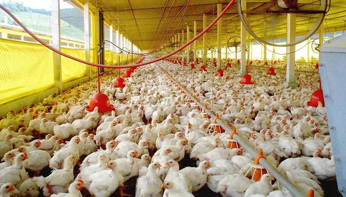 Aseguran que está garantizada la oferta de carne aviar para abastecer la demanda