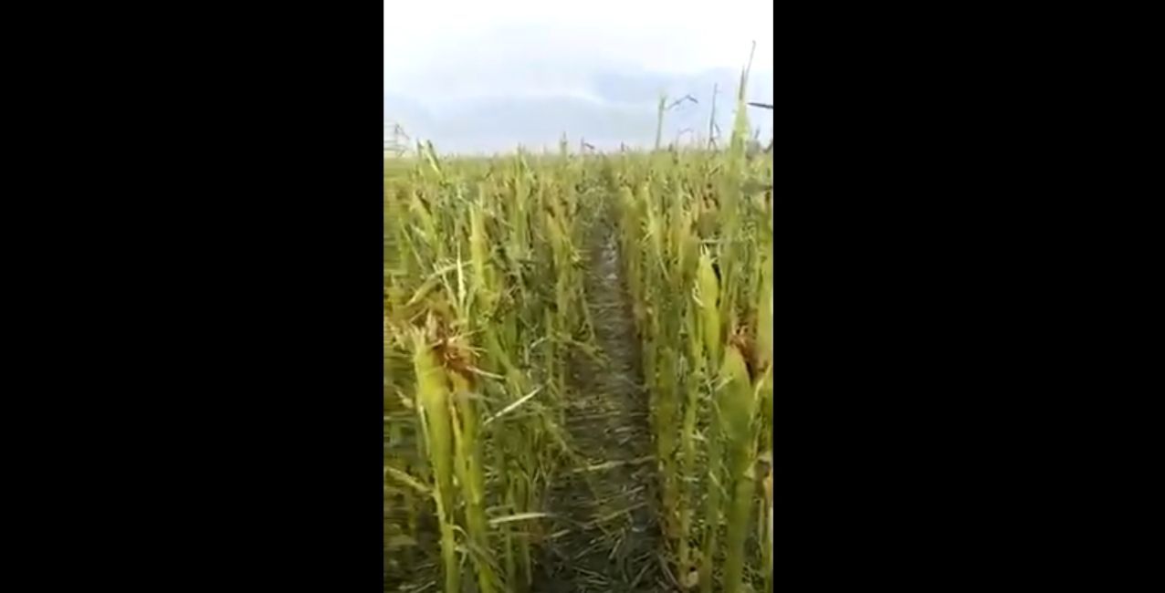 El temporal arrasó con cultivos de soja y maíz en el oeste provincial