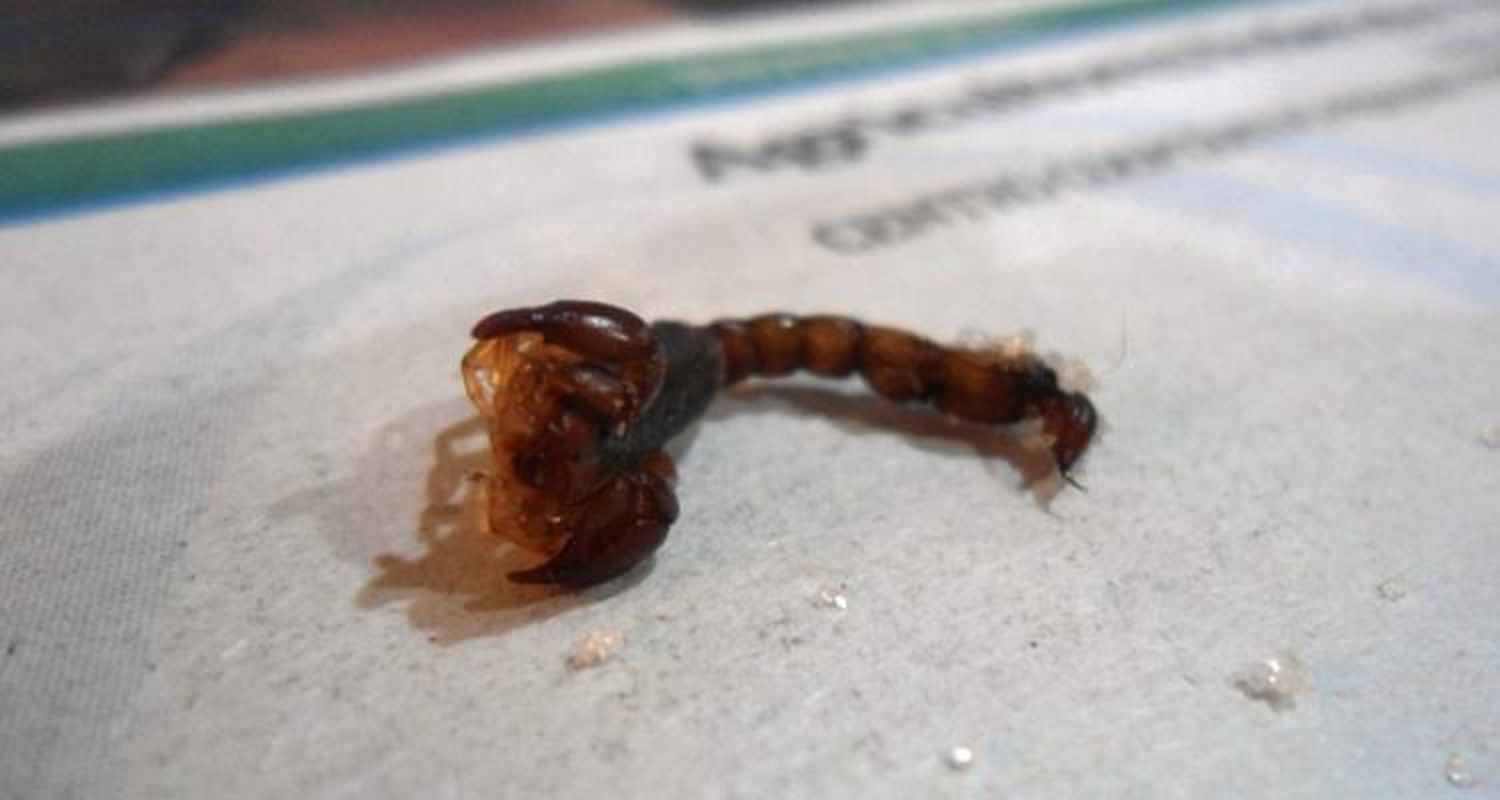 Encontraron cinco alacranes en La Tosquera