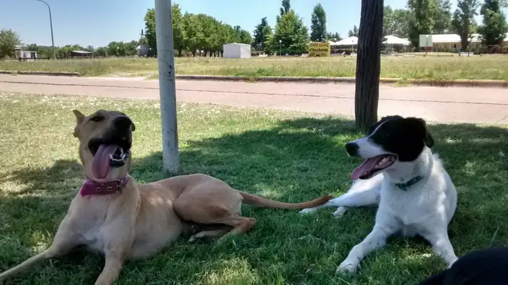 En 2014 se vacunaron y desparasitaron más de 1400 perros y gatos