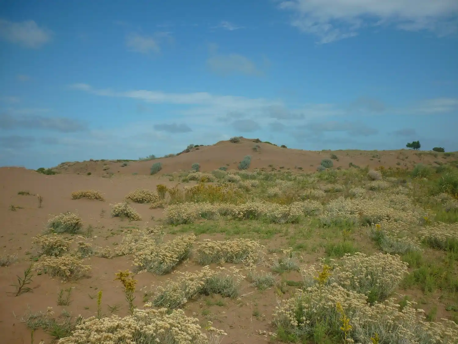 Dunas de la Pampa Austral: un tesoro ecológico por descubrir en Marisol