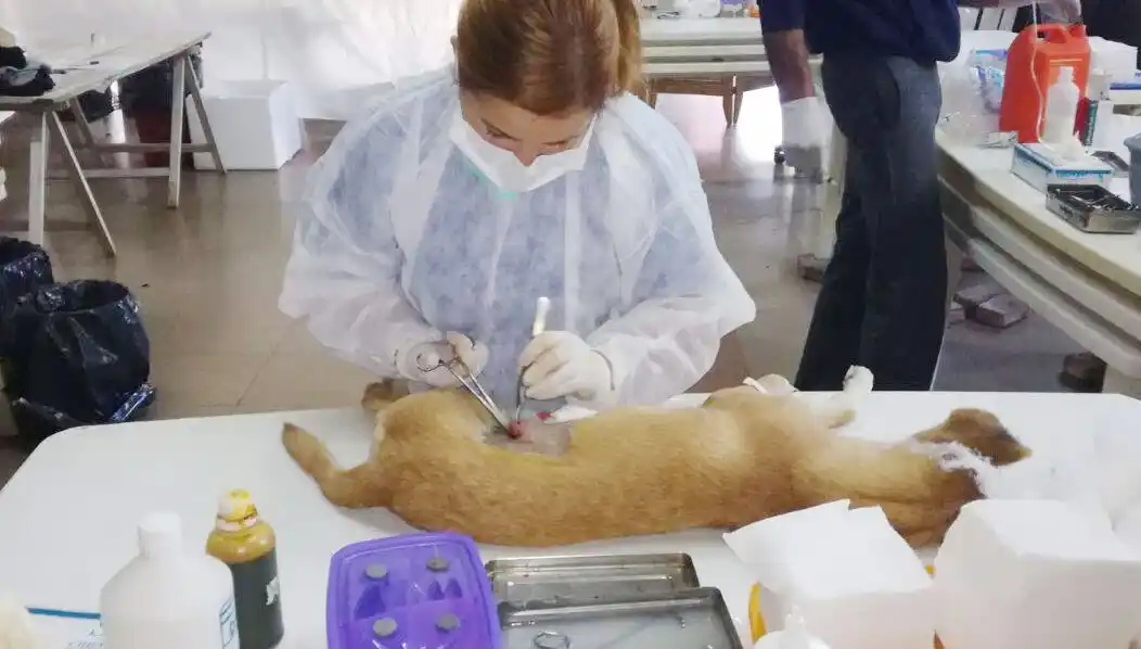  Cronograma de castraciones   para los barrios 