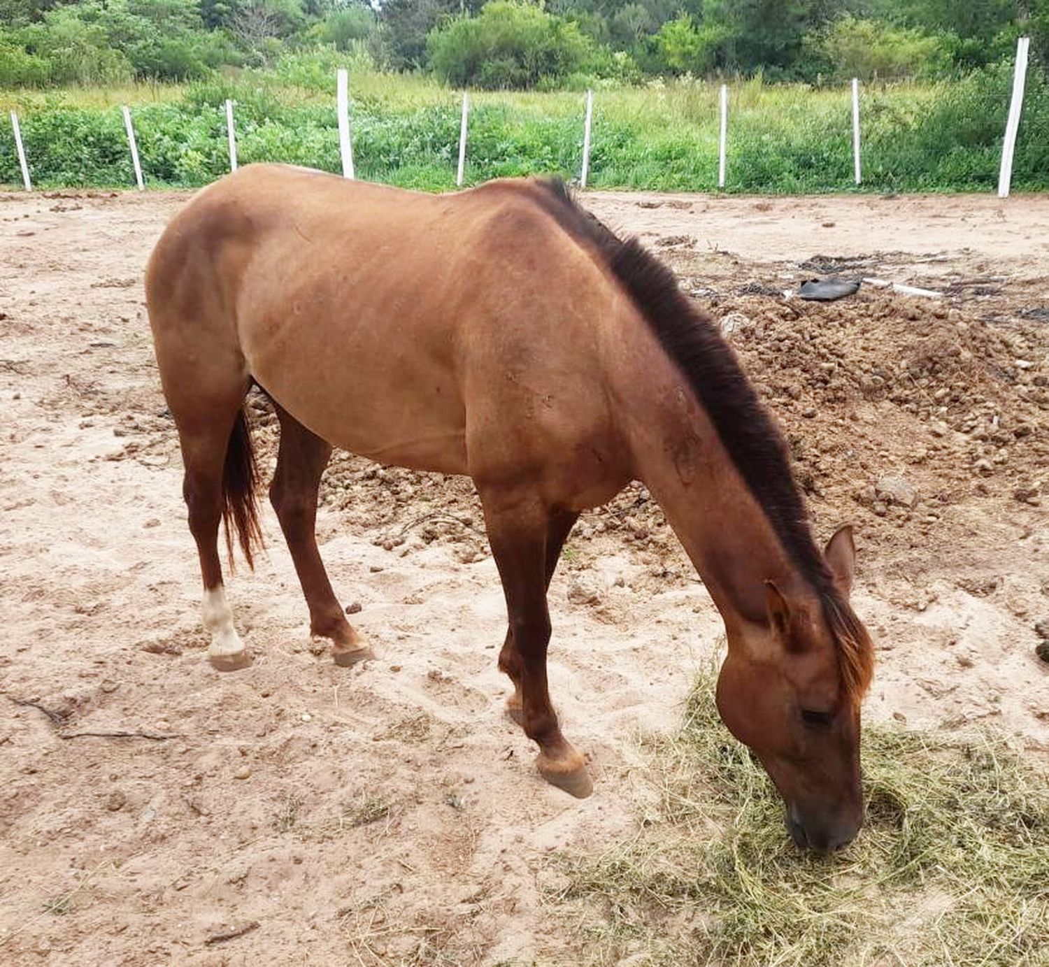 Se dieron en adopción equinos recuperados