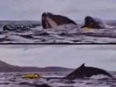 Una ballena se tragó a un hombre y luego lo expulsó