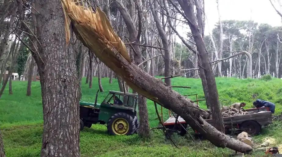 Parque Lillo: por los robos se deben reponer casi 200 árboles
