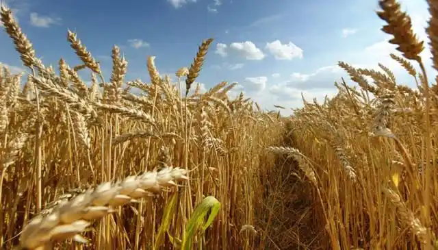 Cuánto tendrá que cosechar un productor de trigo para cubrir los gastos en Entre Ríos
