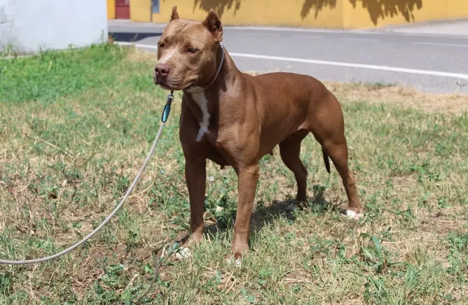 Un chiquito sufrió graves heridas en la cabeza tras ser mordido por un perro