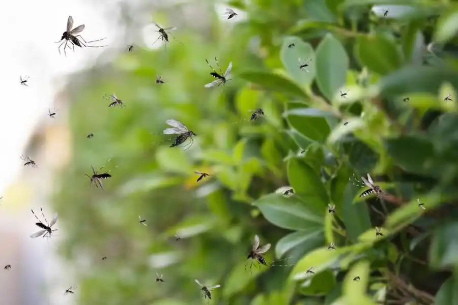 Cuál es la planta que si la tenés en el jardín aleja los mosquitos: muy fácil de cuidarla