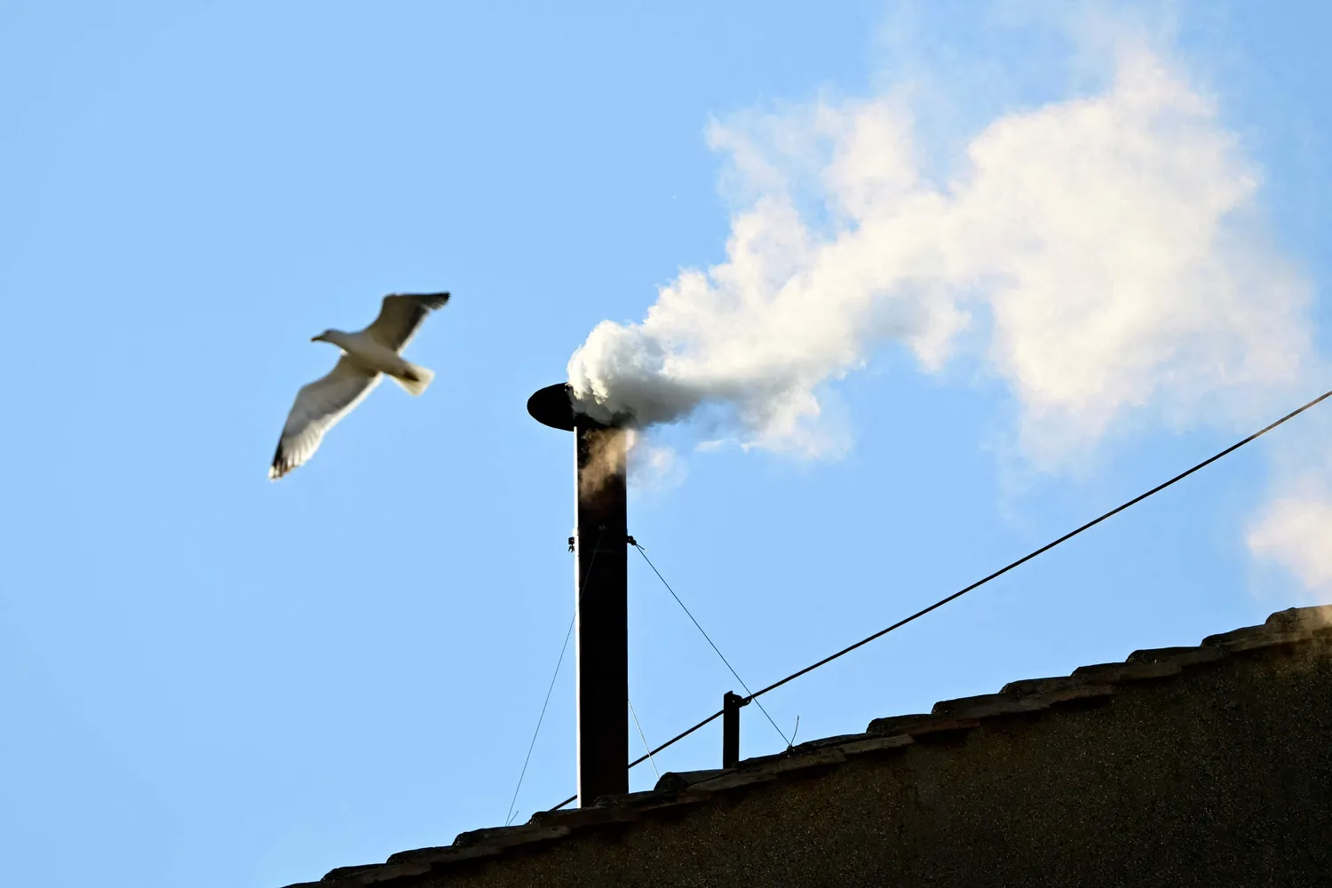 Gaviotas en el Vaticano: símbolo inesperado del Cónclave y pesadilla cotidiana en Roma