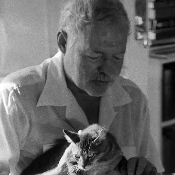 Hemingway y los gatos: la compañía que no traiciona