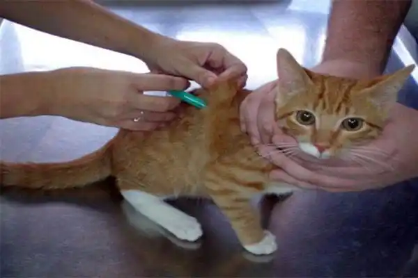 Vacunación Antirrábica y desparasitación para perros y gatos