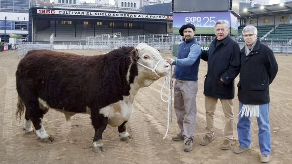 El primer animal de la Exposición Rural de Palermo llegó desde Espartillar