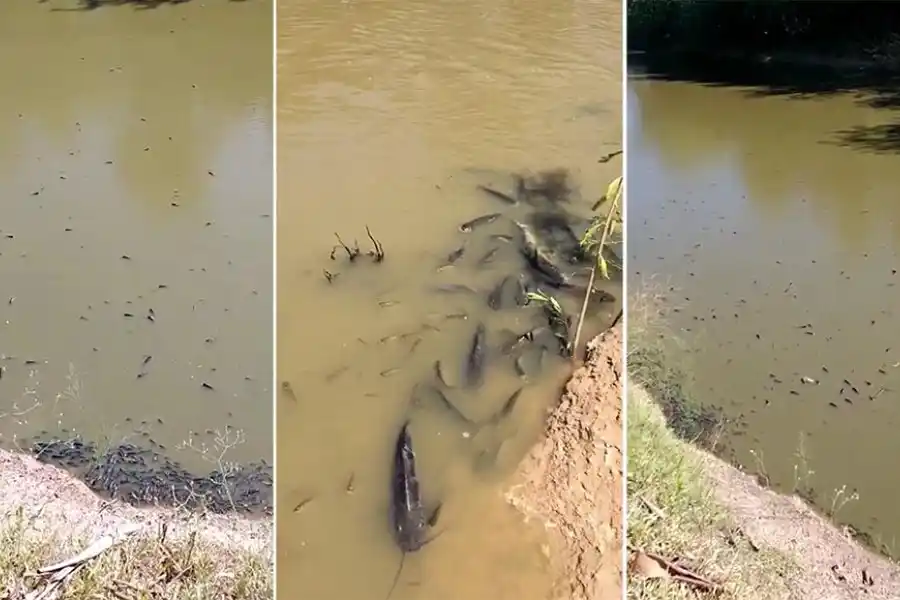 VIDEO | Triste realidad: nueva mortandad de peces en el Arroyo Cululú