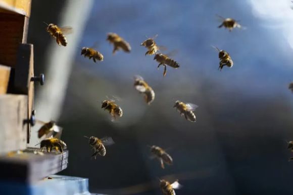 Nicaragua: un hombre con discapacidad murió tras ser picado por un enjambre de abejas