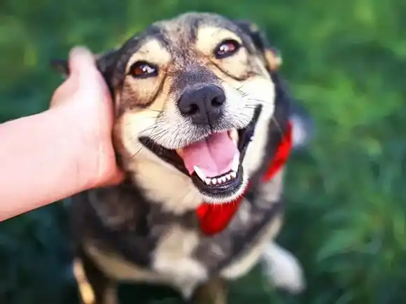 "ADOPTA, NO COMPRES": más allá de una frase es un llamado de consciencia