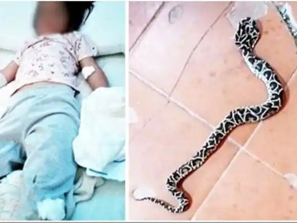 Una niña fue mordida por una yarará en una escuela rural del departamento Federal