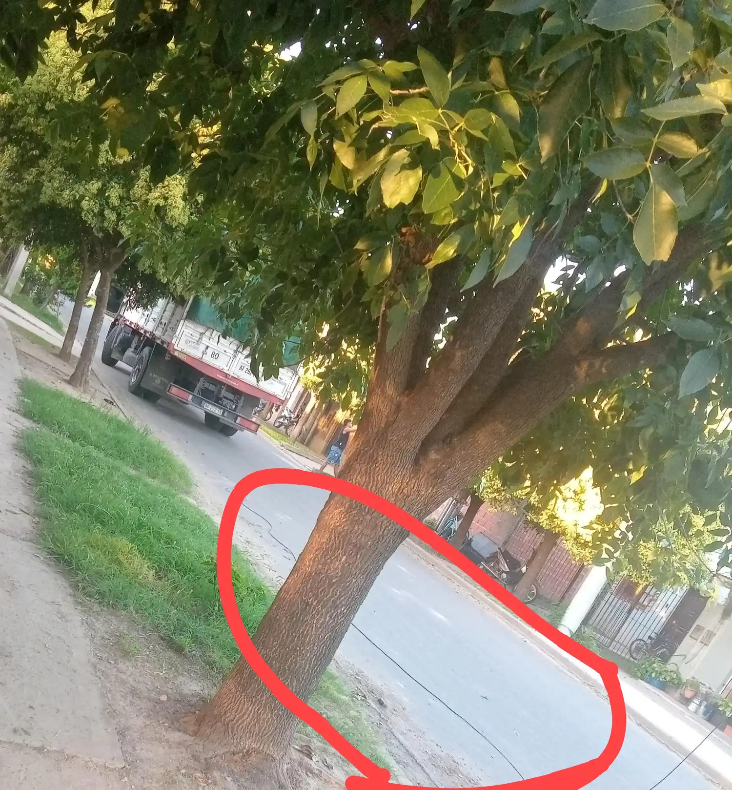 Arbol dañado por camión