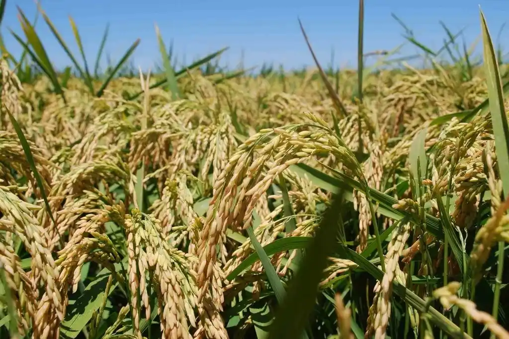 Oryza Sativa (Aldebarán SF) es una variedad de arroz largo fino, conocida como el 363, que promete ser un avance significativo en el campo agrícola. Foto: Gobierno de la Provincia