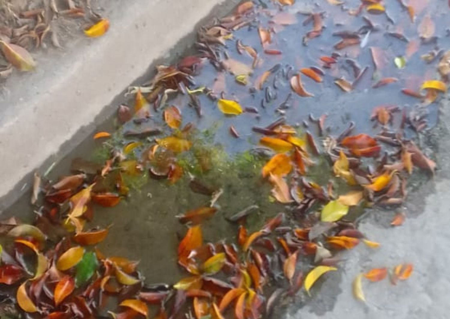 Caño roto en Libertad al 245