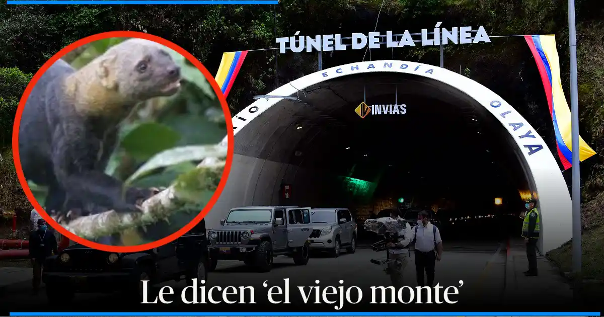 Extraña criatura ronda el túnel de «La Línea» en Colombia
