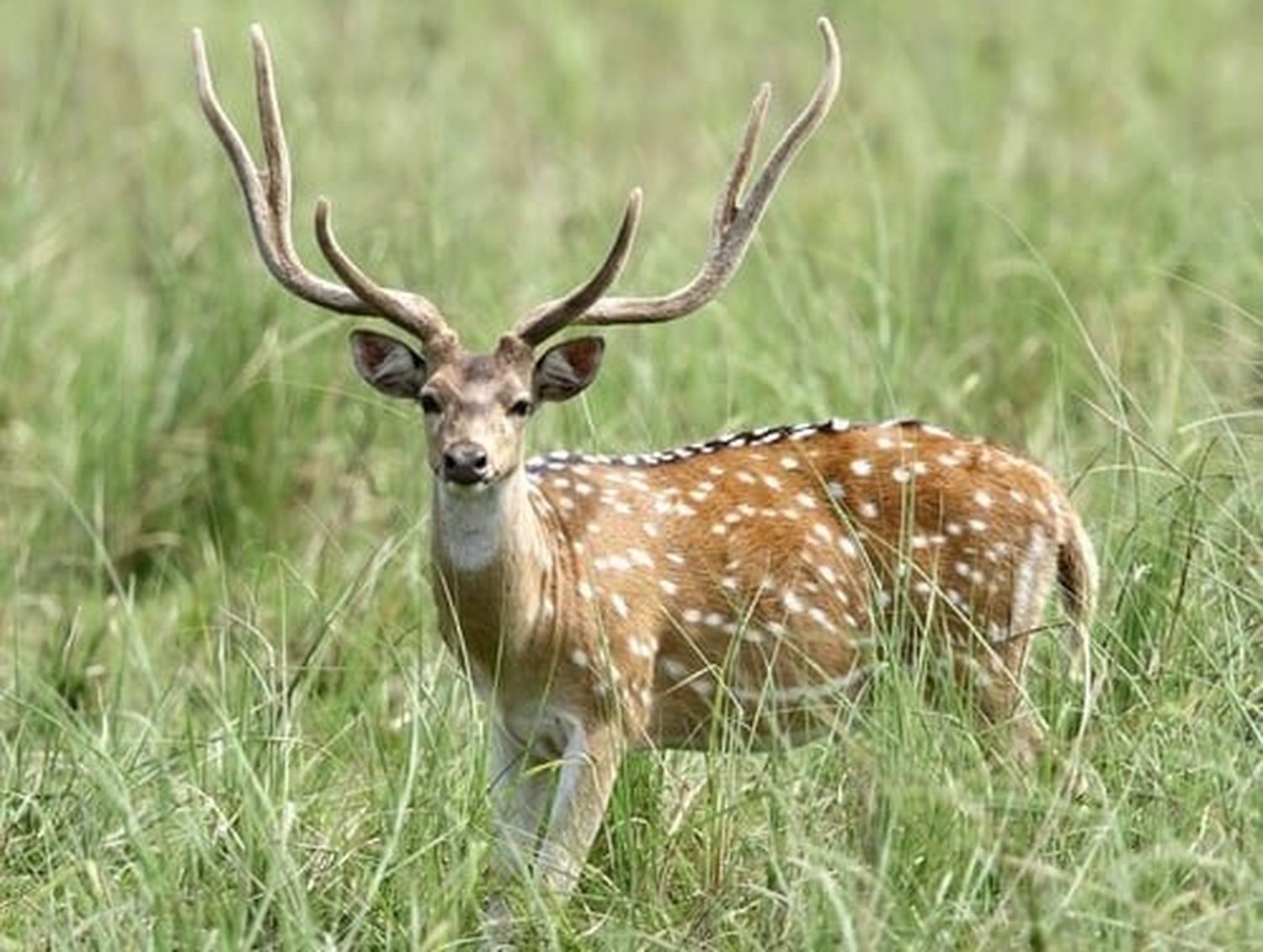 El ciervo axis, una especie exótica originaria de la India.