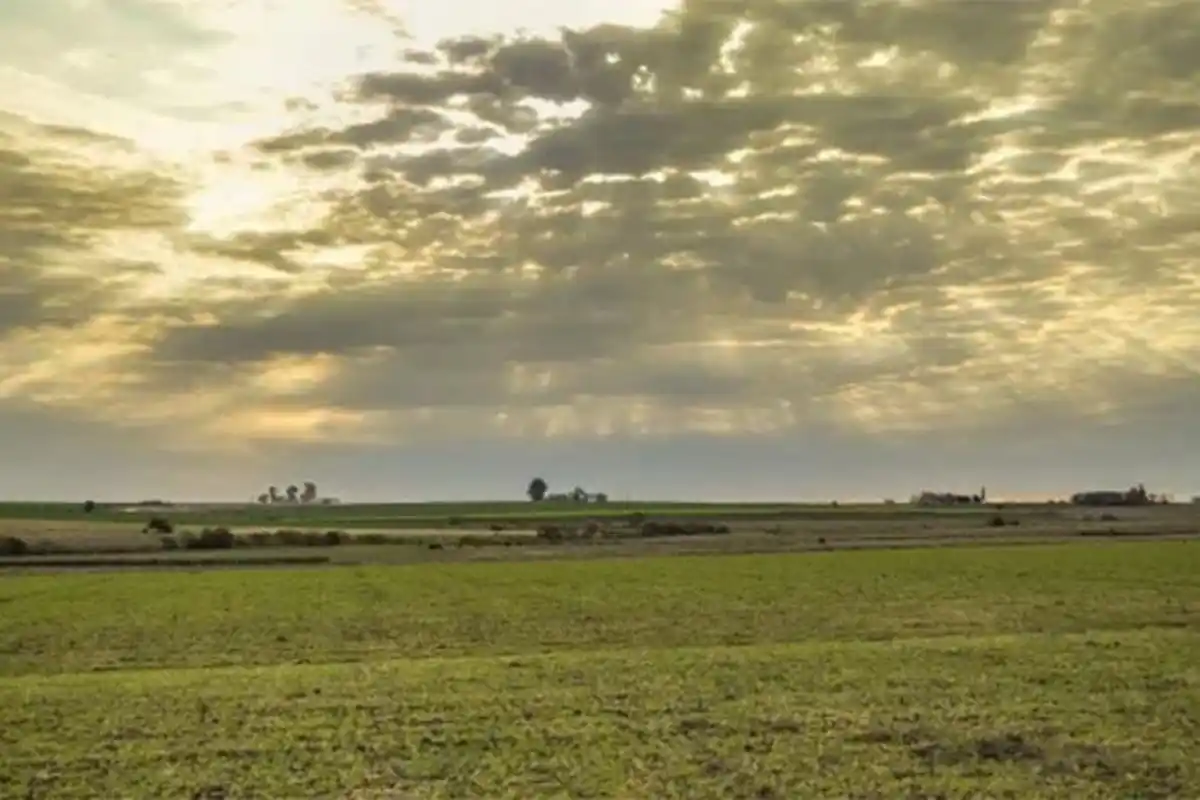 La sequía también había forzado recortes en los planes de siembra de maíz.
