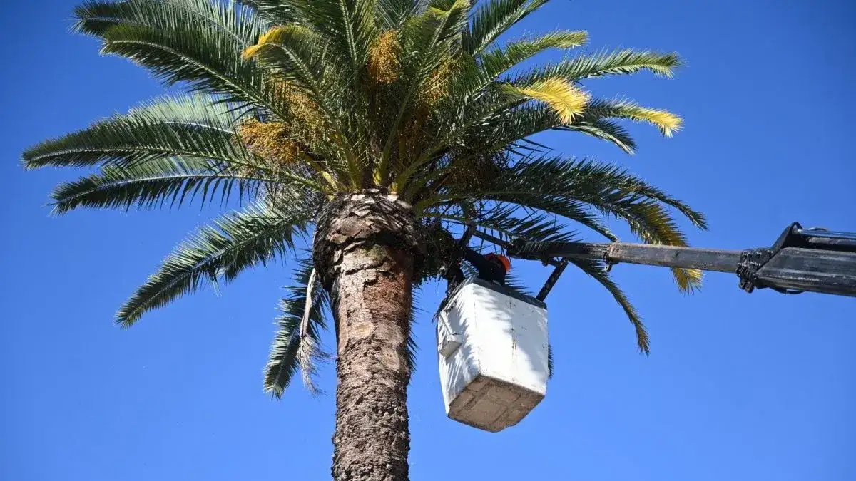 Picudo rojo en Entre Ríos: detectan la plaga en Colonia Elía y crece la alerta en Gualeguaychú