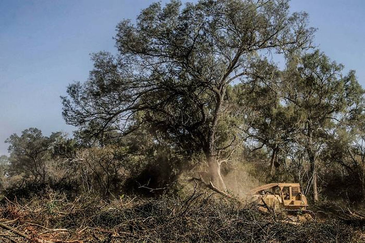 Argentina recibió 82 millones de dólares por reducir la deforestación