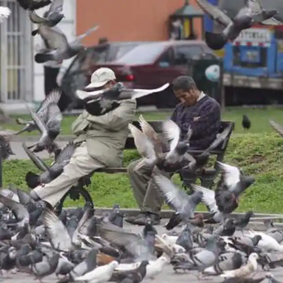 Palomas AGRESIVAS en Bogotá andan atacando a transeúntes (+ Video)