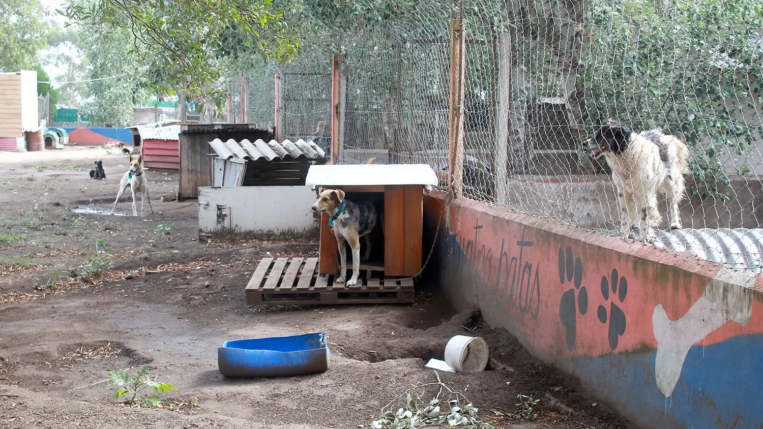 Gran esfuerzo. Efectúa el CAAN para mantenerse en funciones