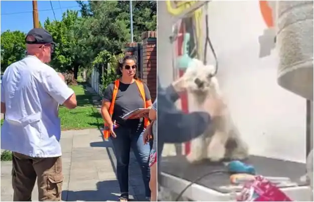Denuncian maltrato animal en Luján: Intervino el municipio e intimó a una peluquera canina