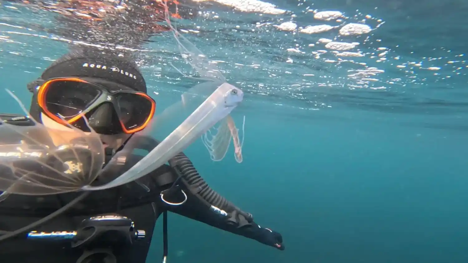 Un buceador registra un raro pez cinta boreal en la costa de Estados Unidos