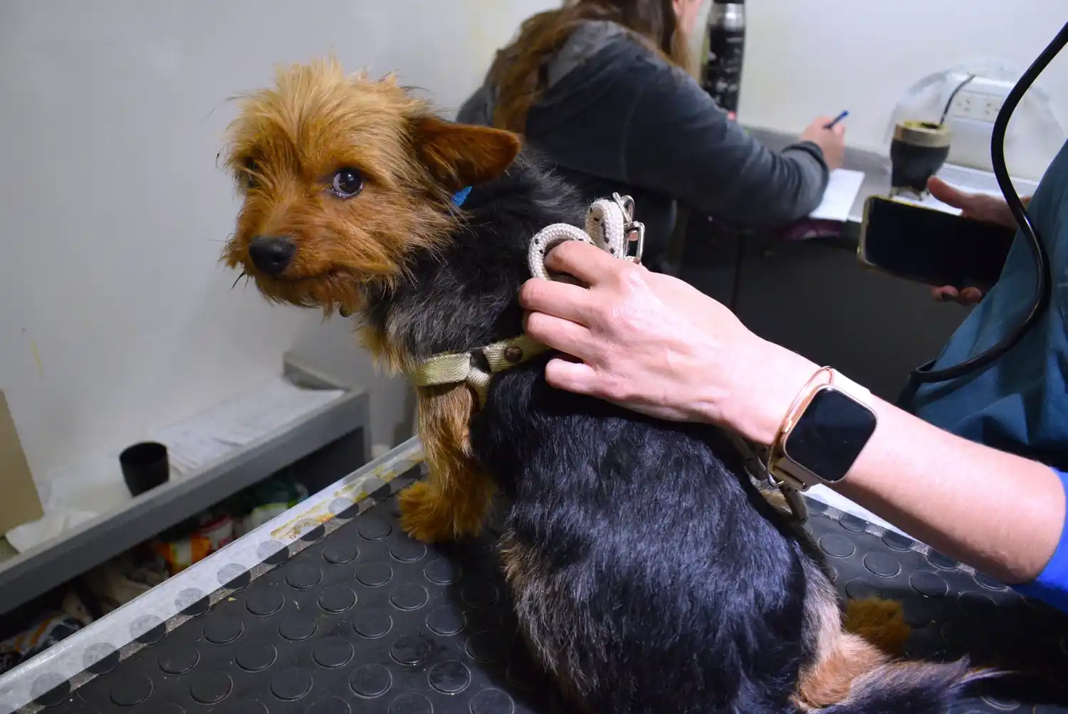 Quirófano móvil: Más de 50 mascotas en la primera fecha del calendario anual